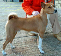 a well breed Basenji dog